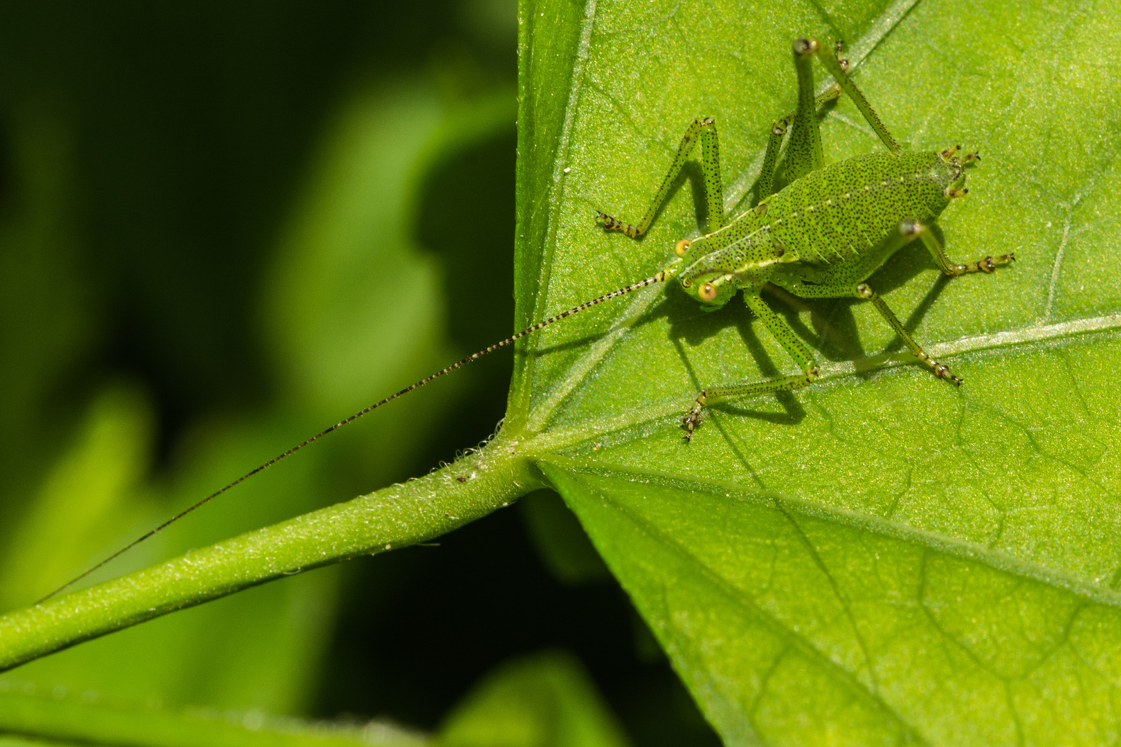 Leptophyes punctatissima (Punktierte Zartschrecke) Weibchen