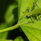 Leptophyes punctatissima (Punktierte Zartschrecke) Weibchen