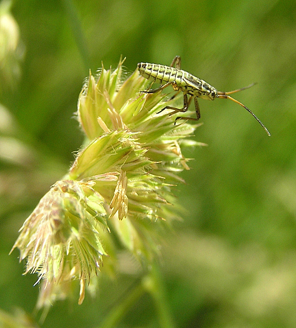 Leptopterna dolabrata - Wanzen Larve