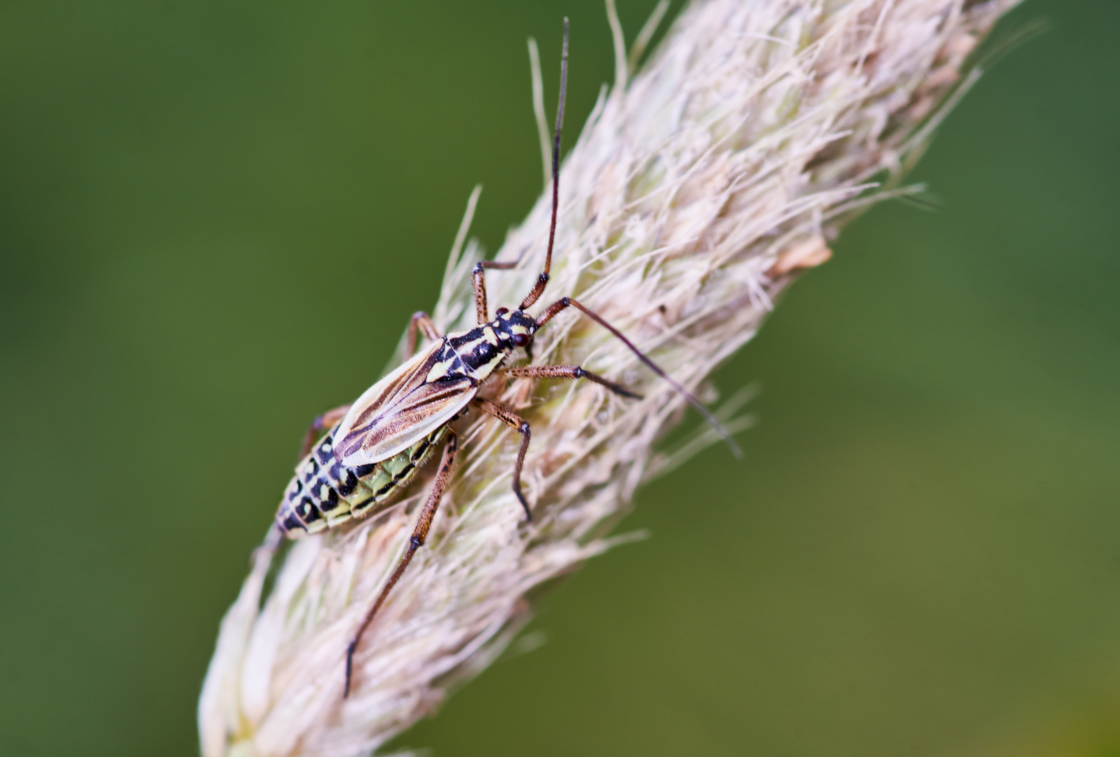 Leptopterna dolabrata, Weibchen