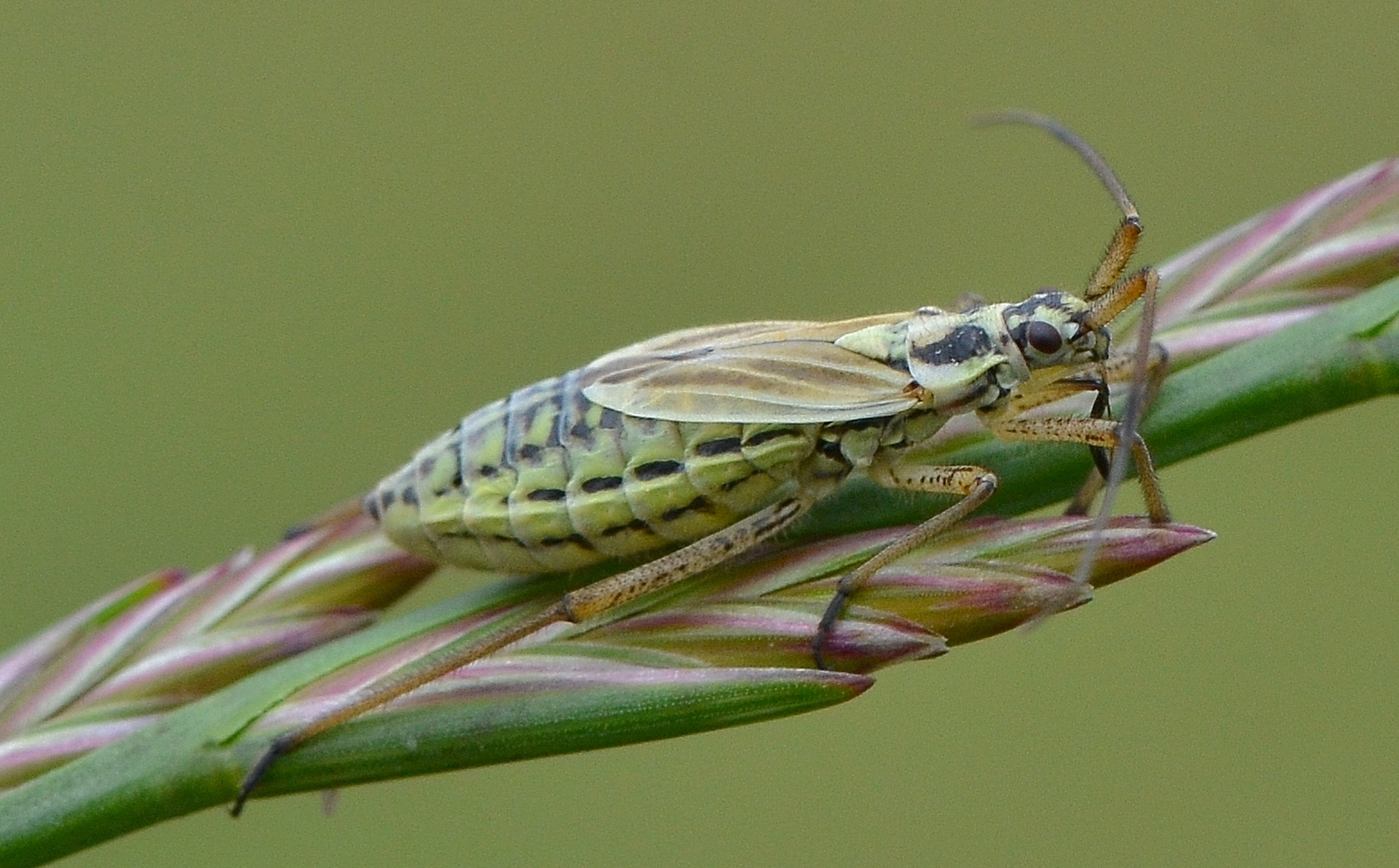 Leptopterna dolobrata Graswanze weiblich 