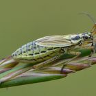 Leptopterna dolobrata Graswanze weiblich 