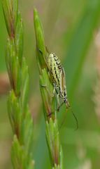 Leptopterna dolobrata Graswanze weiblich 