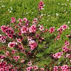 Leptospermum  -  Arbre à thé