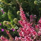 Leptospermum et géranium vivace