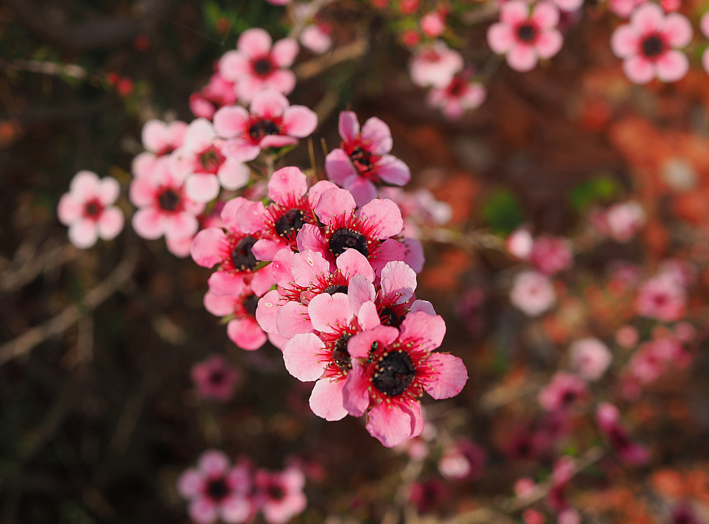 Leptospermum et un tout petit visiteur