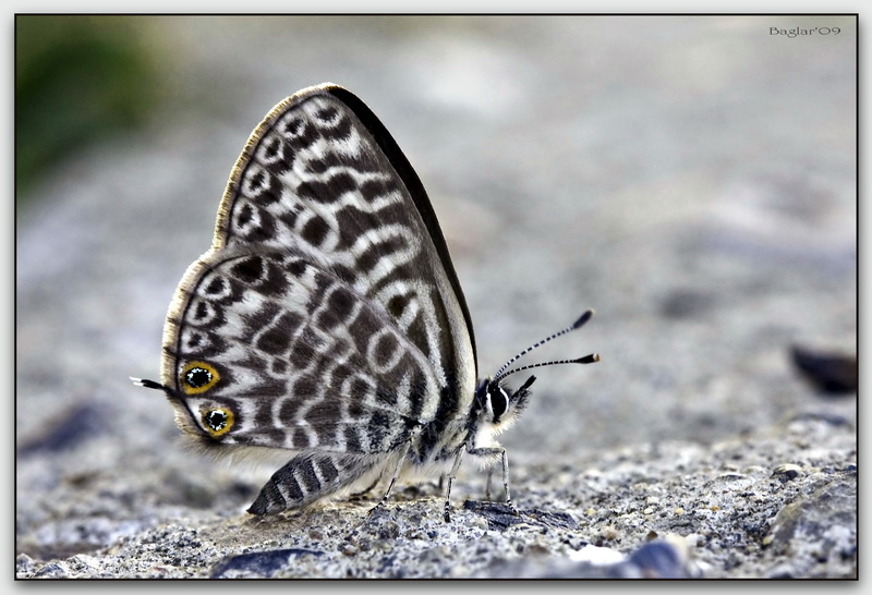 Leptotes