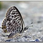 Leptotes