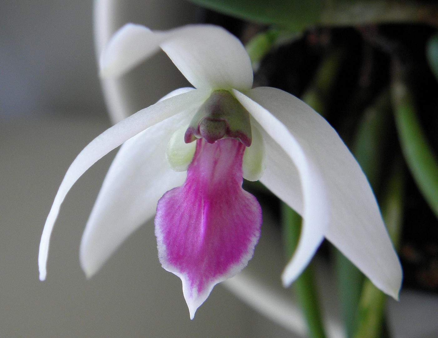 Leptotes bicolor