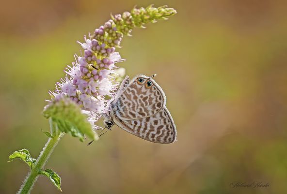Leptotes pirithous