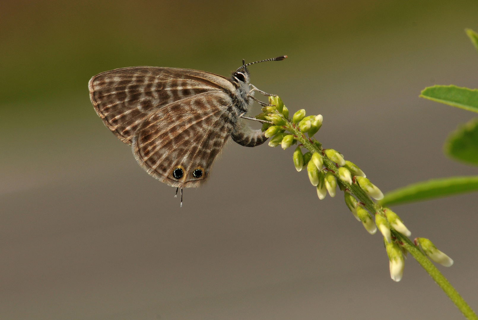 Leptotes pirithous