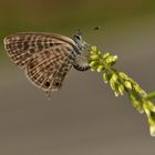 Leptotes pirithous