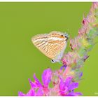 Leptotes pirithous