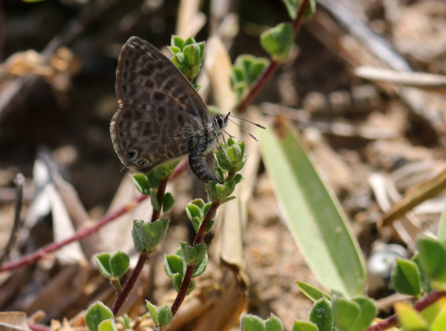 Leptotes pirithous