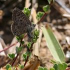 Leptotes pirithous