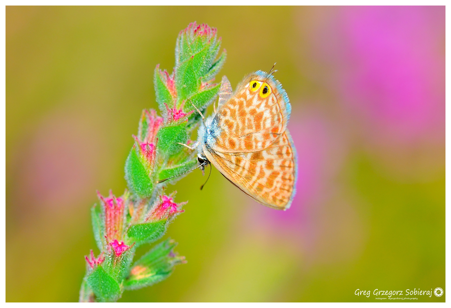 Leptotes pirithous 