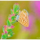 Leptotes pirithous 