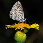 Leptotes pirithous