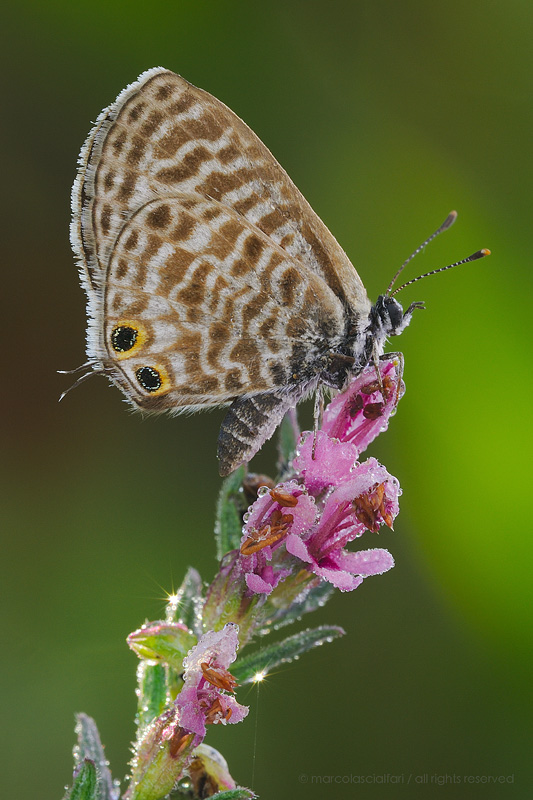 Leptotes pirithous (Linnaeus, 1767)