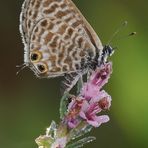 Leptotes pirithous (Linnaeus, 1767)