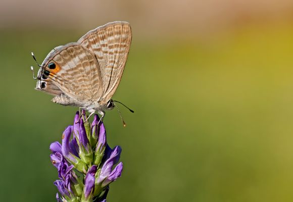 Leptotes pirithous sull'erba medica
