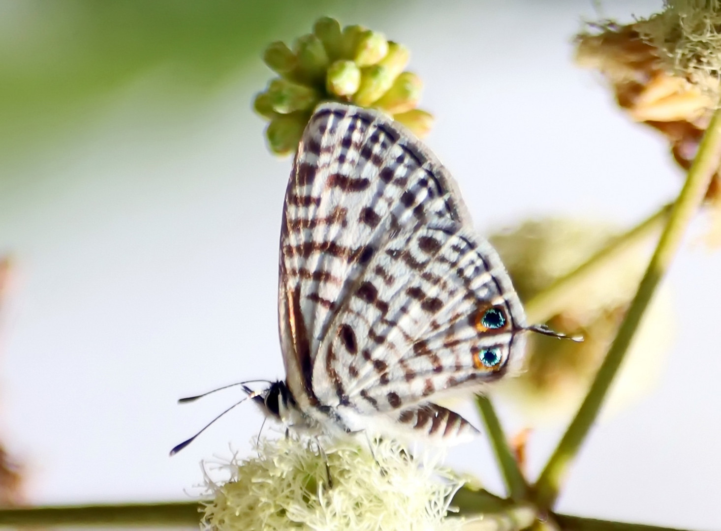 Leptotes pirithous,Common zebra blue