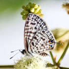 Leptotes pirithous,Common zebra blue