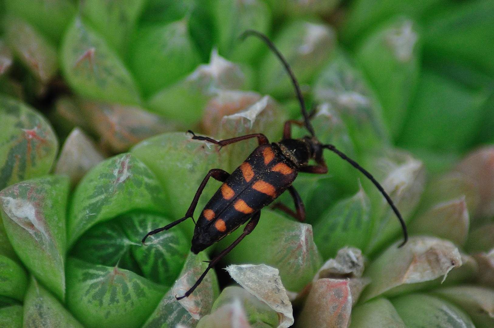 Leptura aurulenta Fabricius, 1792