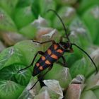 Leptura aurulenta Fabricius, 1792