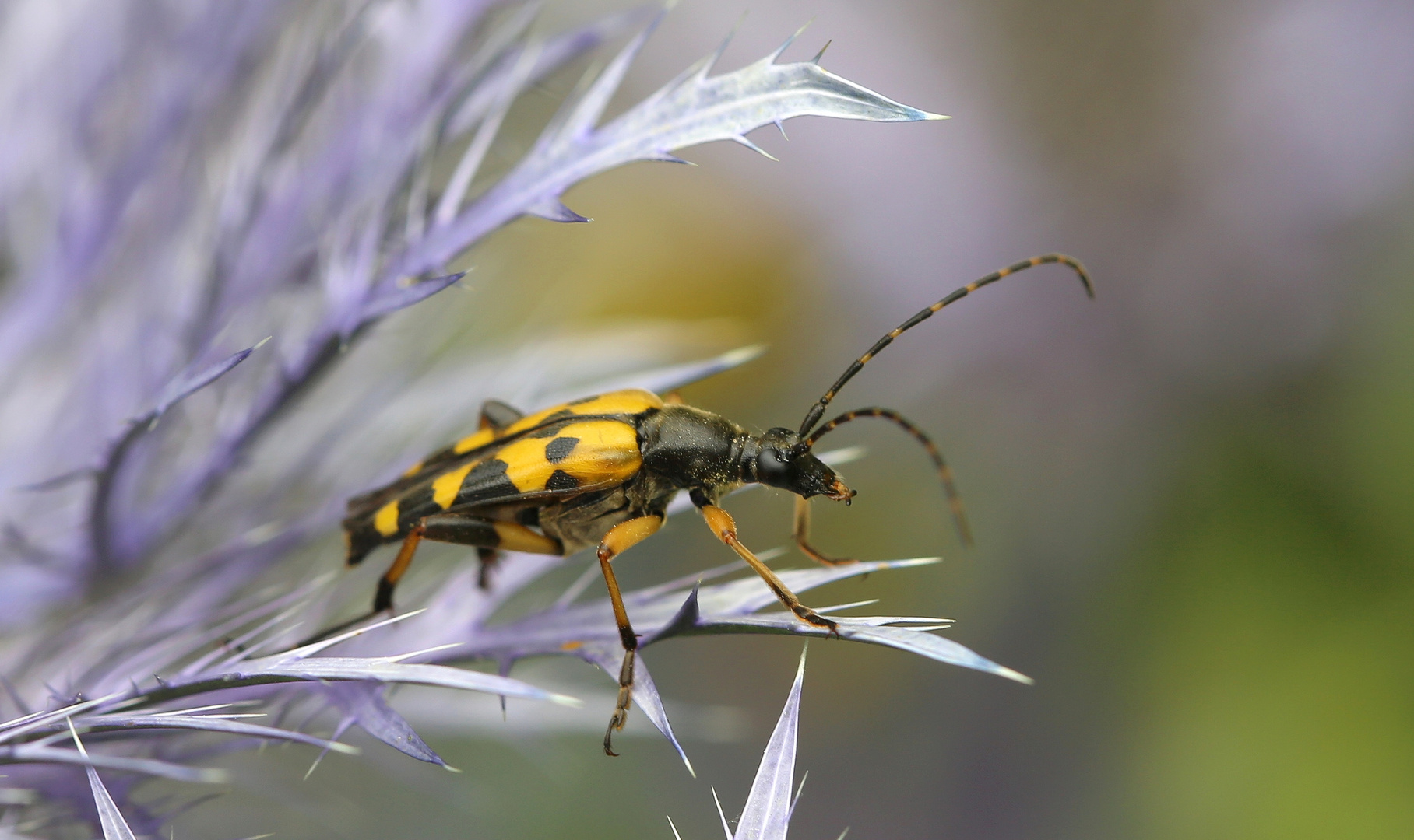 Leptura maculata