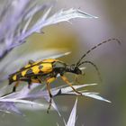 Leptura maculata