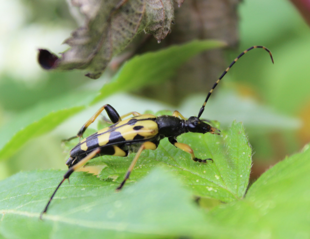  Leptura maculata- gefleckter Schmalbock 