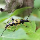  Leptura maculata- gefleckter Schmalbock 