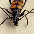 Leptura quadrifasciata