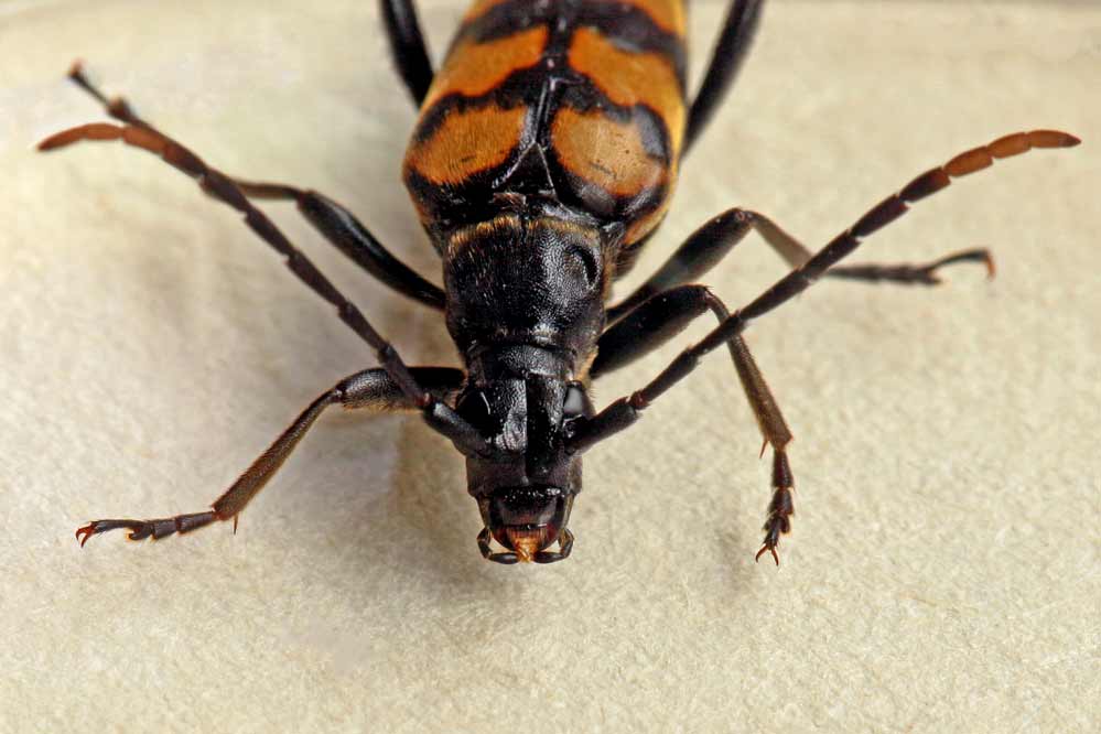 Leptura quadrifasciata