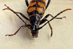 Leptura quadrifasciata