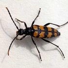 Leptura quadrifasciata