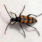 Leptura quadrifasciata