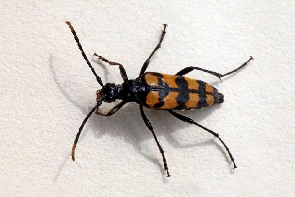 Leptura quadrifasciata