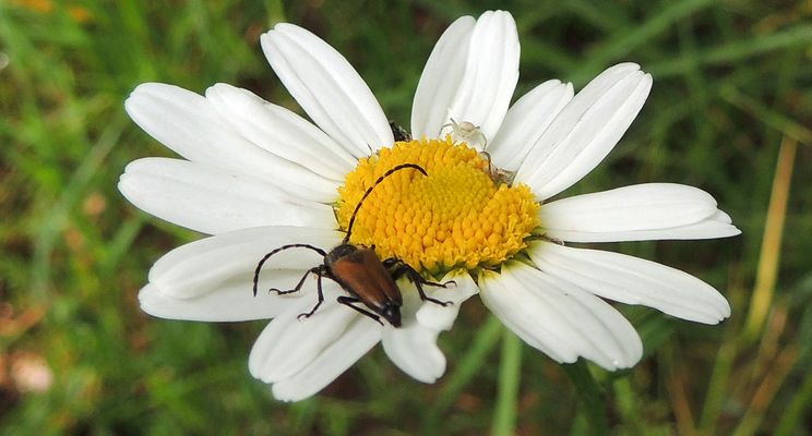 Leptura rubra et thomise