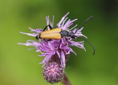 Leptura rubra m