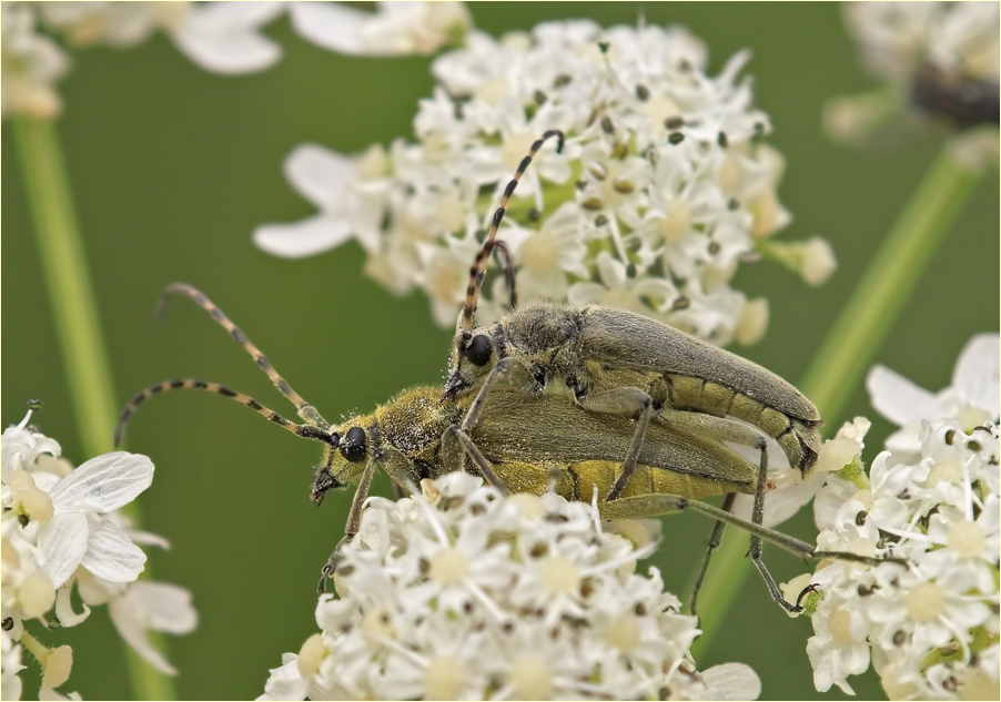 Leptura virens