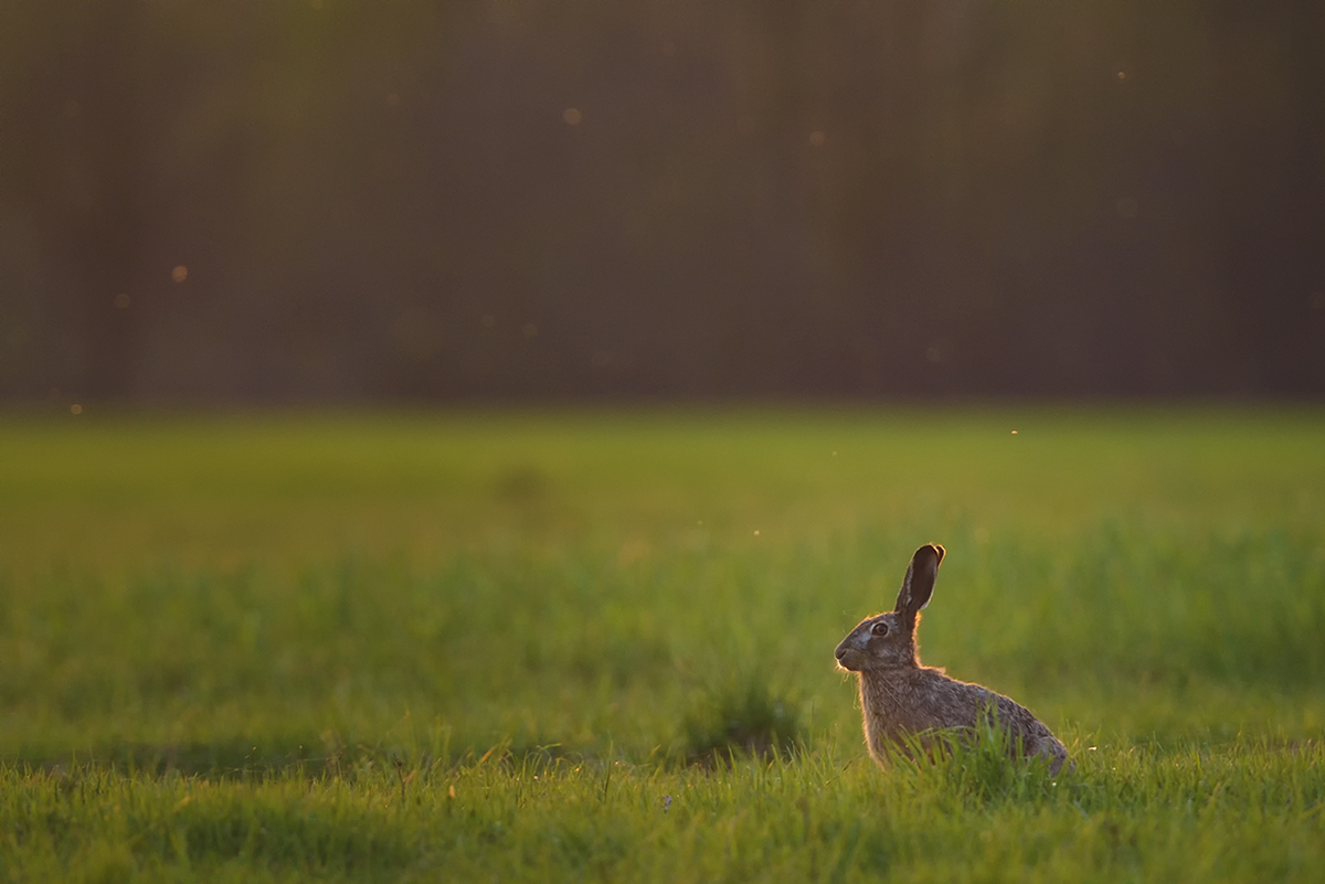 Lepus