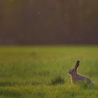 Lepus