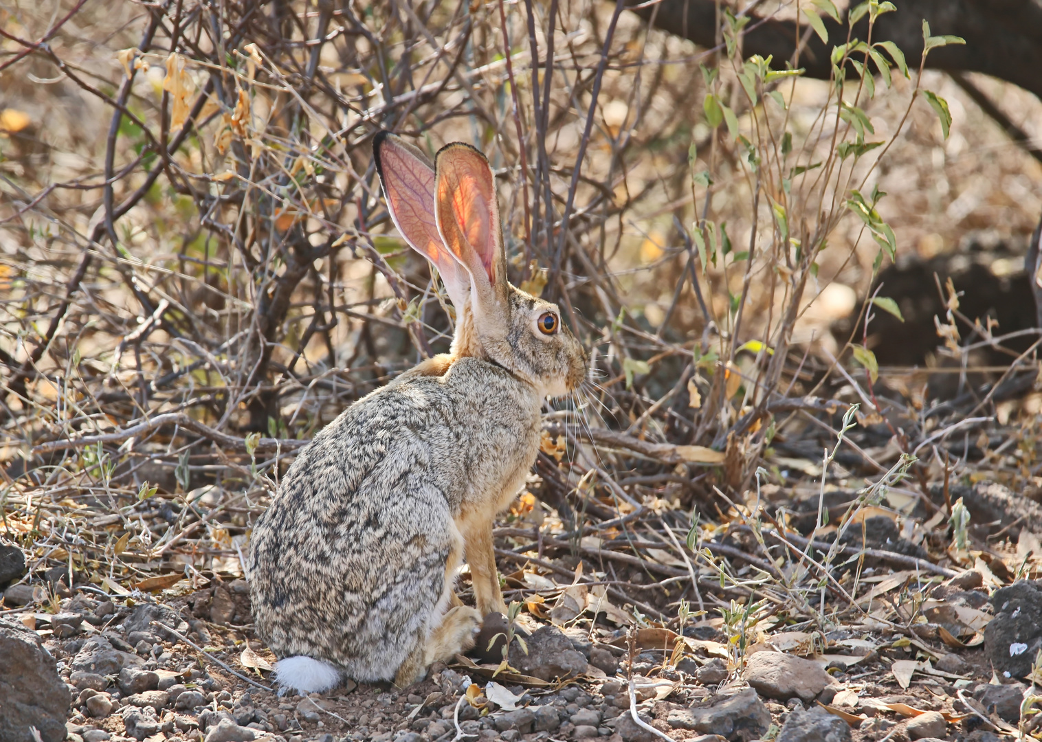 Lepus capensis