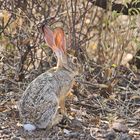 Lepus capensis