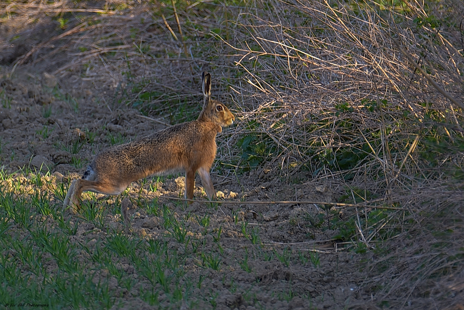 Lepus europaeus...