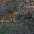 Lepus europaeus...