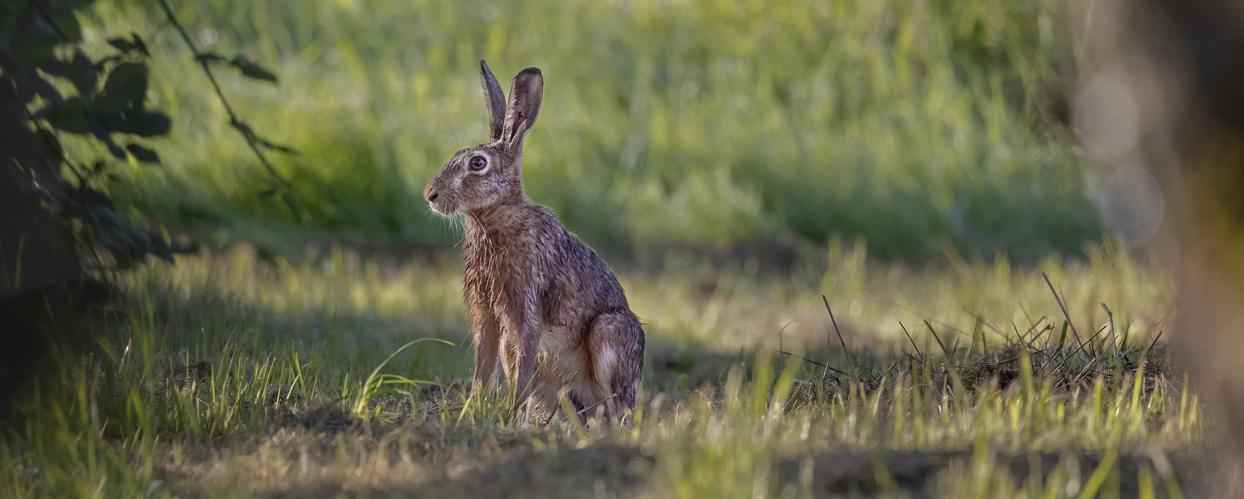 Lepus europaeus