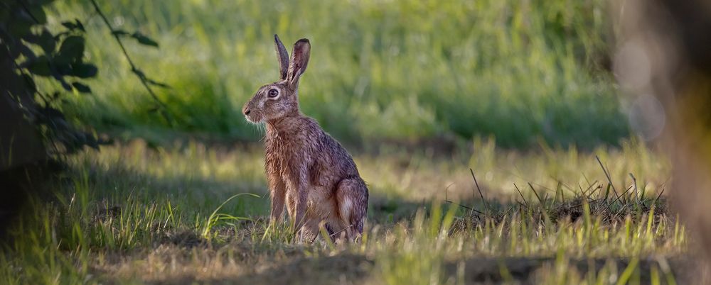 Lepus europaeus